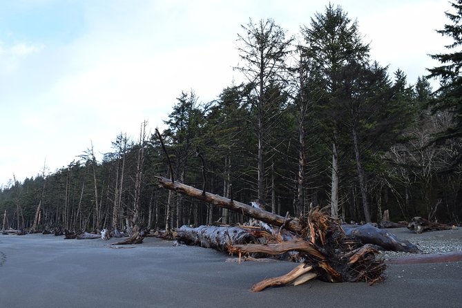 Hoh Rain Forest and Rialto Beach Guided Tour in Olympic National Park - Natural Beauty