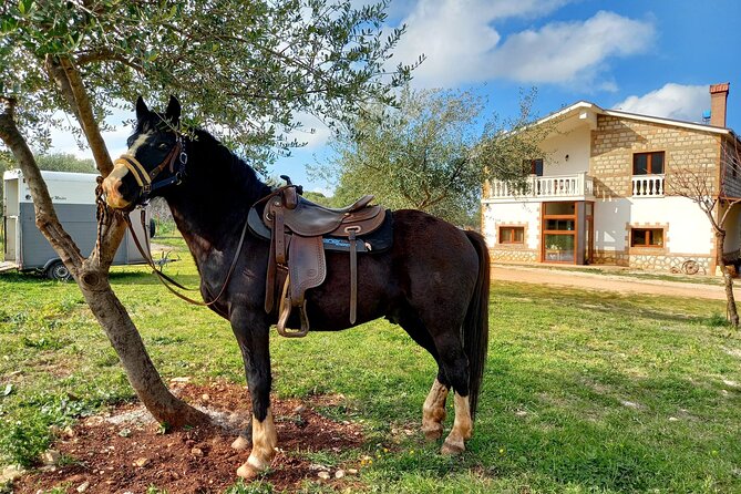 Horse Riding in the Gargano National Park - The Sum Up
