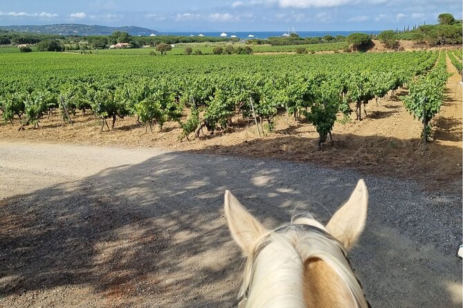 Horse Riding in the Vineyards of Ramatuelle Wine Tasting - Logistics and Details of the Activity