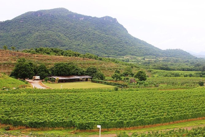 Hotspots of Hua Hin & Hua Hin Hills Winery - Hua Hin Hills Vineyard