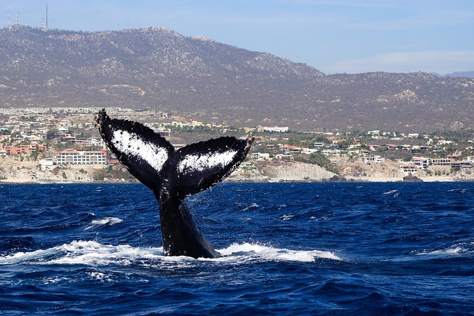 Humpback Whale Watching in Cabo San Lucas - Knowledgeable Guides and Memorable Experiences