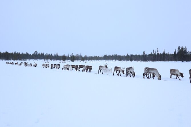 Hunt for Auroras by Reindeer Sled in Kiruna - Winter Clothing and Equipment Provided