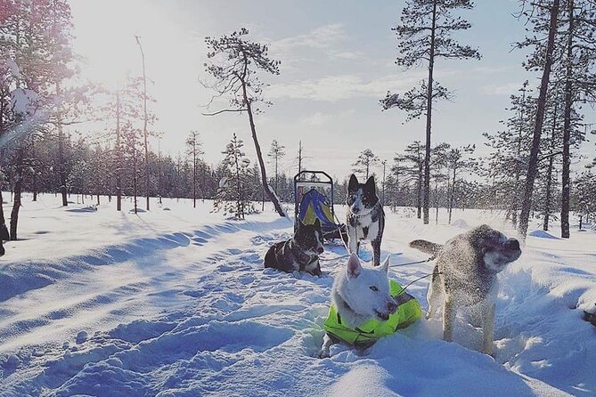 Husky Sledding Tour - Pricing and Booking Details
