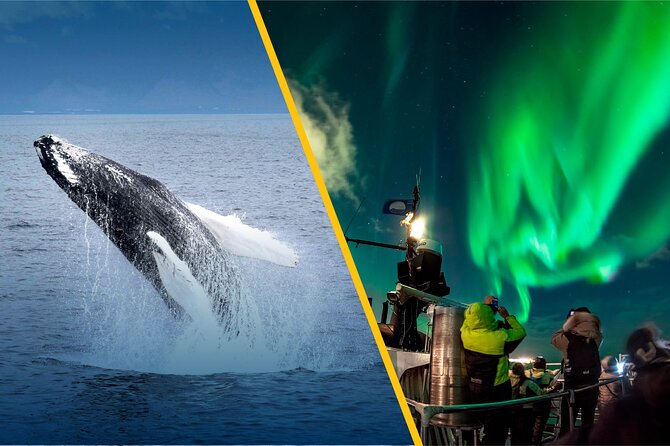 Iceland Super Saver: Northern Lights Cruise Plus Whale-Watching Tour From Reykjavik - Mixed Reviews for the Whale Watching and Northern Lights Tour