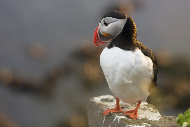 Iceland Super Saver: Puffin Cruise Plus Whale-Watching Tour From Reykjavik - Reviews and Feedback From Previous Tourists