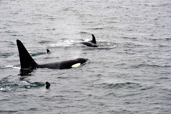 Icy Strait Whale & Wildlife Endeavor - Traveler Photos and Reviews