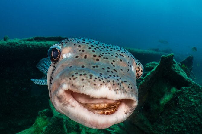 Introductory Diving Class in the Cozumel Reefs - Tips for a Successful Dive Experience