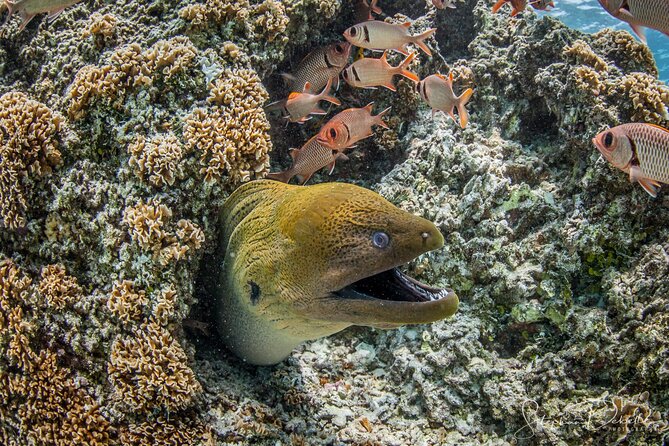 Introductory Scuba Diving Experience in Bora Bora - Group Size Limit and Cancellation Policy