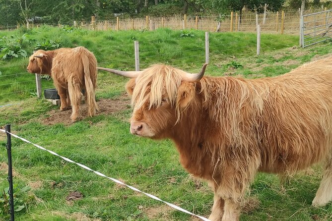 Invergordon Shore Excursion Highland Bucket List Tour - Questions and Pricing