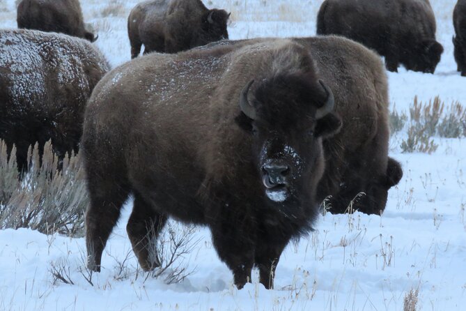 Jackson Hole & Grand Teton Park - Full-Day Wildlife Tour - Fascinating Facts About Jackson Holes Ecosystem