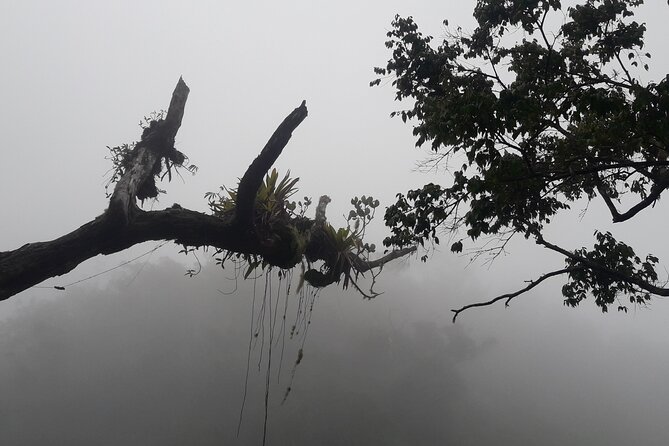 Jamaica Blue Mountain Guided Nature Tour - Traveler Photos and Reviews