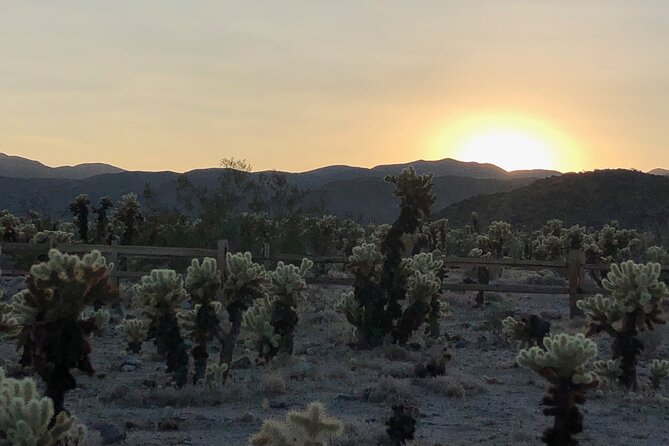 Joshua Tree National Park Driving Tour - Tips and Recommendations for the Tour