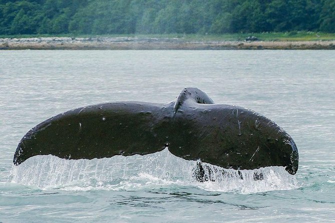 Juneau Whale Watching Adventure - Benefits of the Whale Watching Adventure
