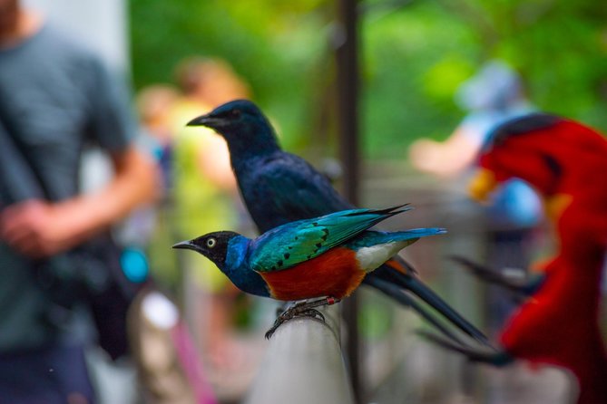 Jurong Bird Park Bird Photography - Logistics and Meeting Details