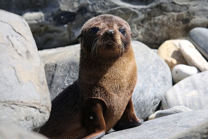 Kangaroo Island Iconic Sights and Wildlife Full-Day Tour - Cancellation Policy and Refunds