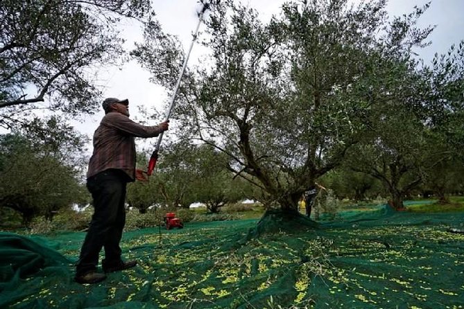 Katakolon Shore Excursion: Ancient Olympia Plus Honey Farm & Olive Oil Tasting - Mixed Experience With Activities