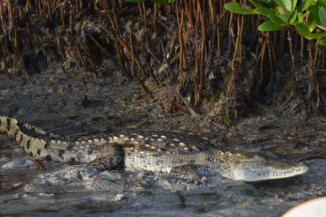 Kayak Experience in the Mangroves of Holbox Island - Paddling and Closer Contact With Nature