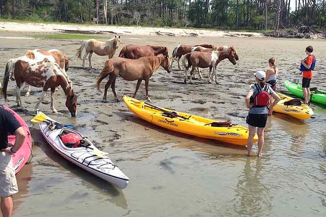 Kayak Tour Along Assateague & Chincoteague Island, Virginia - Meeting and Pickup Details