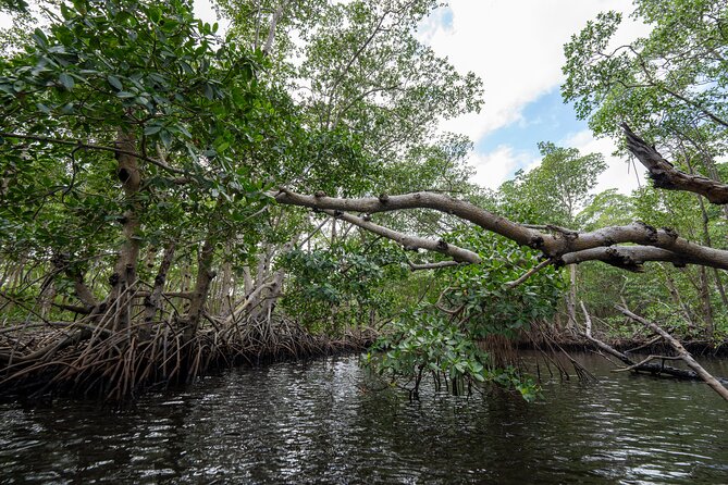 Kayak Tour in North Miami Beach - Mangrove Tunnels - Positive Reviews and Recommendations