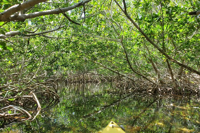 Kayak Tour of Mangrove Maze From Key West - Whats Included