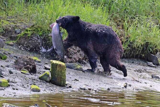 Ketchikan Private Wildlife and Native Village Tour - Customer Reviews and Viator Information