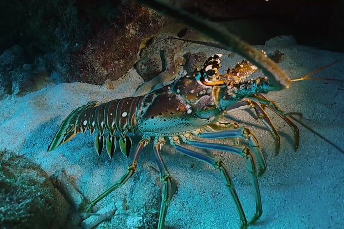Key Largo 2-Tank Scuba Dive Trip Within Pennekamp Reserve - Key Information