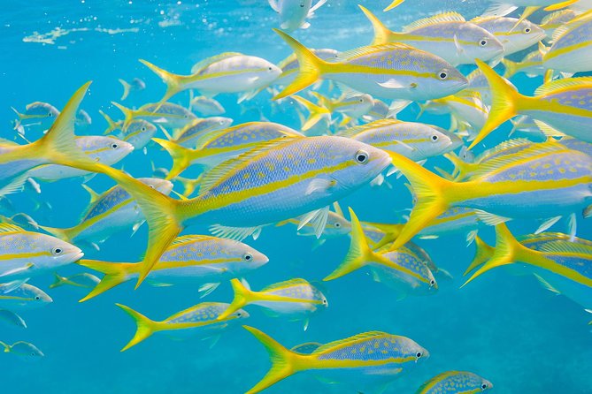 Key Largo Snorkeling Tour - Rental Mask, Fins and Vest INCLUDED - Value and Coordination