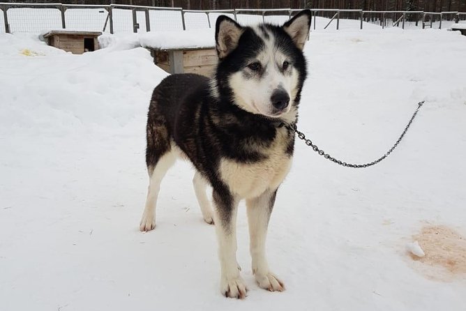 Kiruna, Swedish Lapland: Private Dog Sledding With Lunch - Inclusions