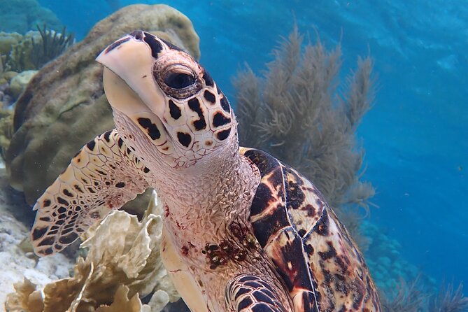 Klein Bonaire Marine Park Snorkeling Excursion - The Sum Up
