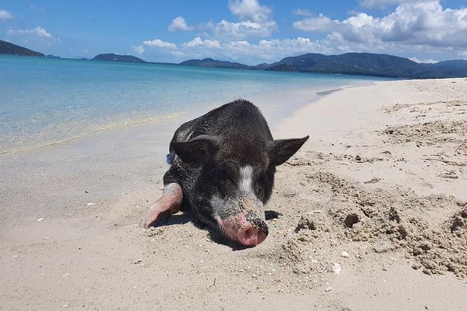 Koh Tan and Koh Madsum Sunset Trip By Longtail Boat From Koh Samui - Questions