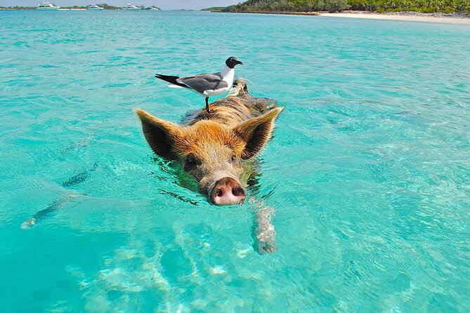 Kohsamui.Tours - Pig Island Snorkeling Eco Tour by Speed Boat - Additional Information
