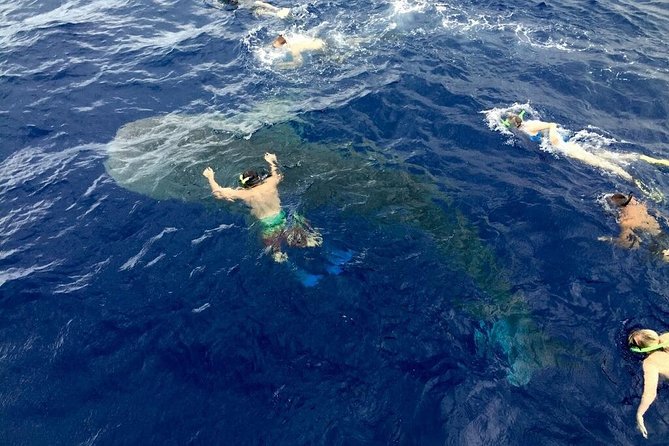 Kona Coast 3-hour Midday Snorkel Tour  - Big Island of Hawaii - Tips for a Memorable Snorkeling Experience
