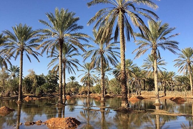 Ksar Ghilaine and Chneni Tataouine 1 Day Tour in Tunisia - Questions and Contact Information