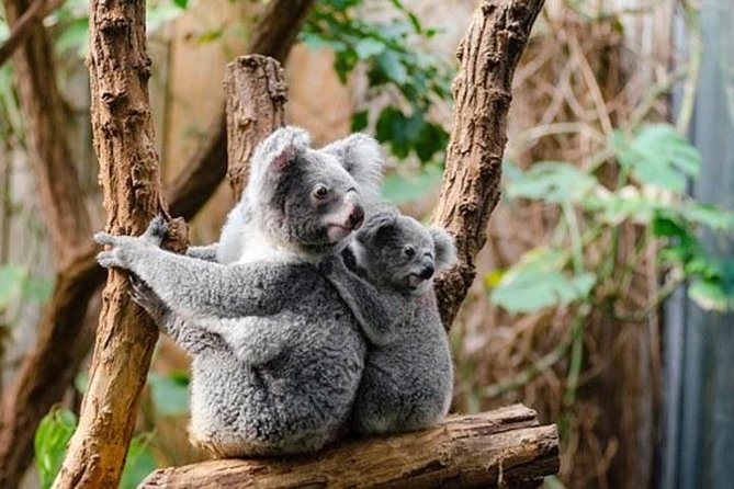 Kuranda Day Tour, TKS-3 Wildlife Gold 930 - Additional Information