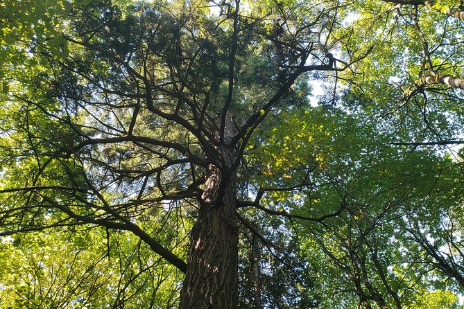 Lake, Old Growth Trees and Columbia City: Beautiful Natural Spaces and History - Common Questions