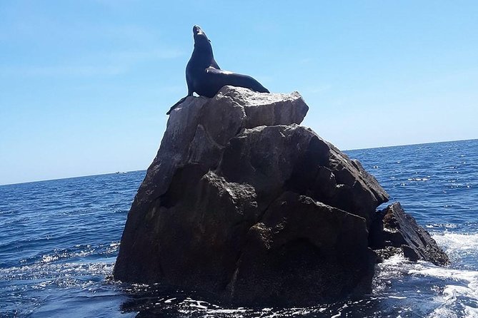 Lands End & Snorkel Tour in a Glass Bottom Boat (VisitA Cabo) - Snorkeling Stops to Discover Fish Species