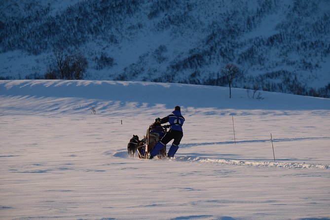 Lapland Husky Sled Safari From Tromso - Personal Tips and Recommendations