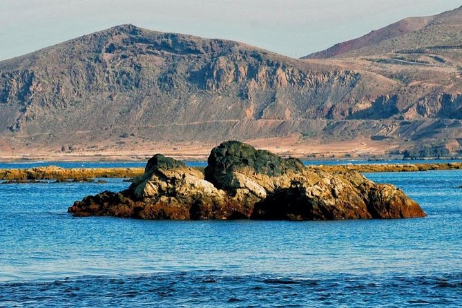 Las Canteras Beach Snorkeling and Species Identification Tour - Rock Formations Exploration