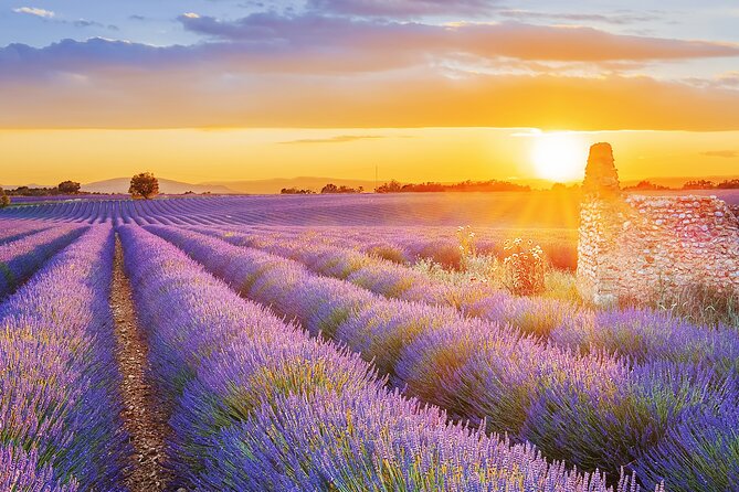Lavender Route - Small-Group Day Trip From Avignon - Positive Feedback About Transportation and Overall Satisfaction