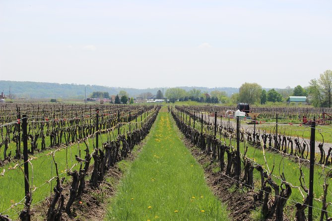 Learn About Wine Making on a Between the Lines Winery Tour  - Niagara Falls & Around - Traveler Reviews
