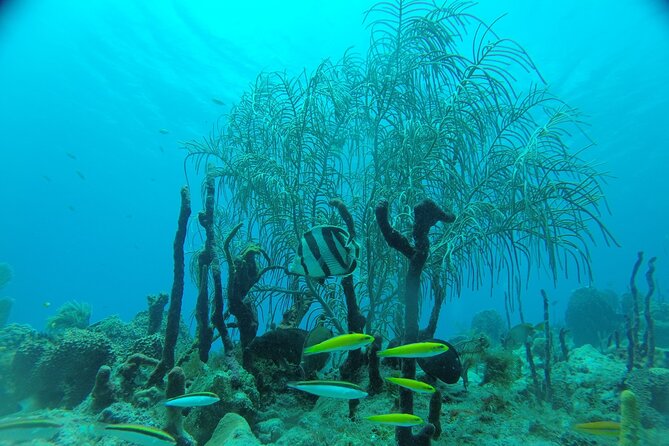 Learn to Scuba Dive in Punta Cana - Common Questions