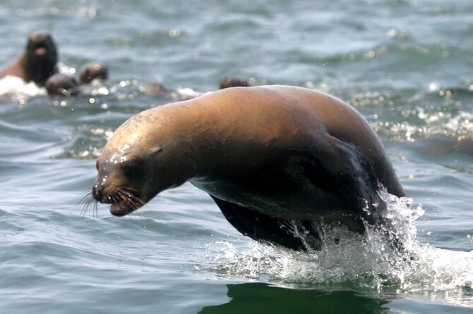 Lima Peru Sea Lions, History and Palomino Callao Islands - Activities and Attractions on Palomino Callao Islands
