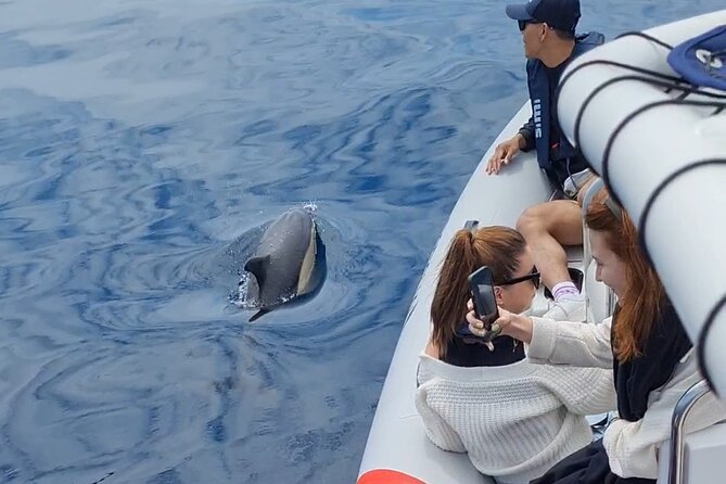 Lisbon Dolphins - Dolphin Watching in Lisbon - Pricing and Terms