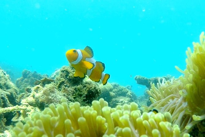 Local Reef Snorkelling and Deserted Beach - Reviews and Additional Information