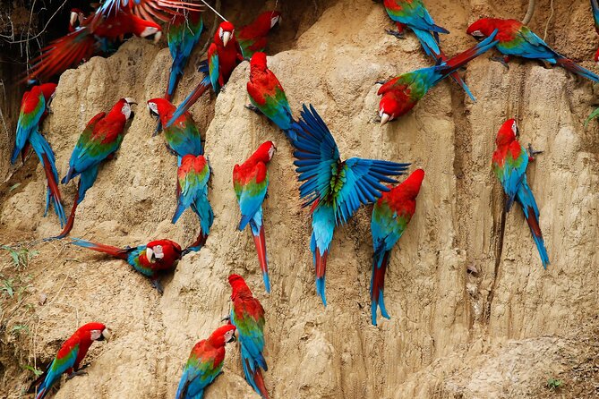 Locally Guided Tambopata Amazon Jungle Tour (4 Days) - Pricing and Legal Information