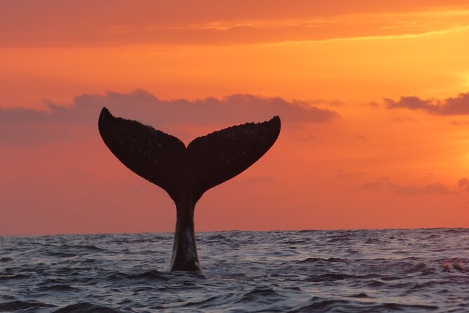 Los Cabos Whale Watching (Transportation and Pictures Included) - Meeting Point at Marina