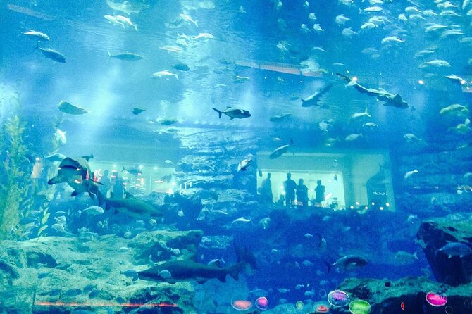Lost Chamber Aquarium in Dubai - Inclusions