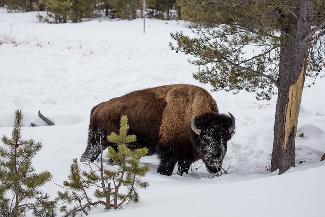 Luxury 1/2 Day Winter Grand Teton Tour & Sleigh Ride - Perform Checks on Reviews