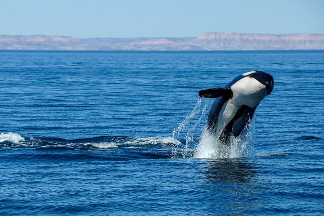 Luxury Catamaran Whale Watching Cabo San Lucas - Complimentary Drinks and Snacks