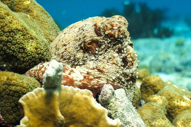 Luxury Snorkel Trip on a Spacious Wooden Schooner and Local Lunch - The Sum Up